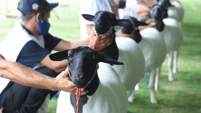 4ª FENOVI recebe 200 ovinos para julgamentos no Recinto de Exposições