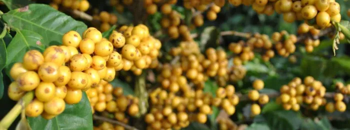 Cultivares de café desenvolvidas pela Epamig se destacam em Prêmio do Cerrado Mineiro