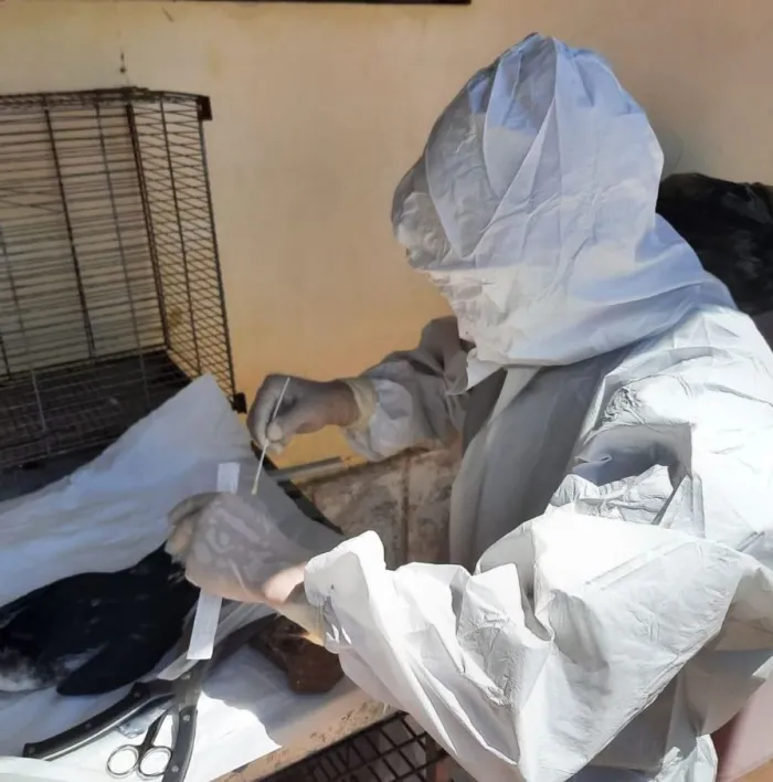 Sada e Adapi descartam caso suspeito de Influenza Aviária no Piauí 