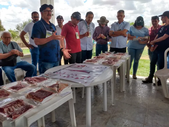 Governo da Paraíba disponibiliza pesquisas para incentivar criação de cordeiros em confinamento