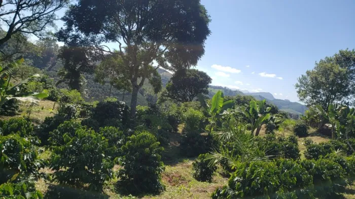 Café Arborizado: seminário avalia Unidades de Pesquisa Participativa no Espírito Santo