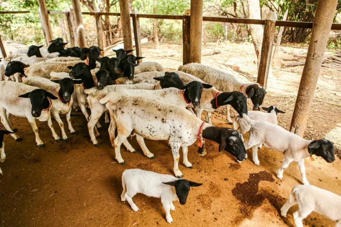 Programa vai oferecer capacitações para fortalecer cooperativas da agricultura familiar no Piauí