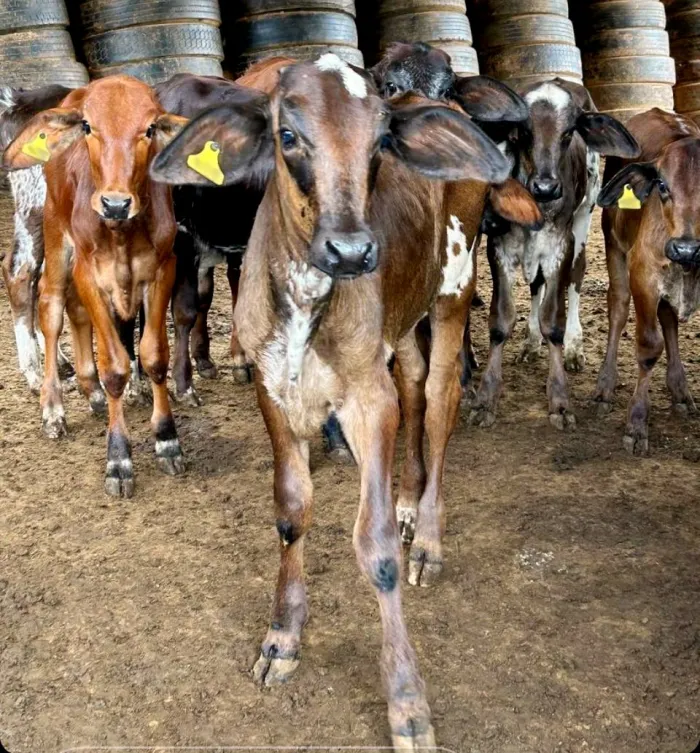 Trânsito de animais será bloqueado em caso de inadimplência de vacinação contra brucelose