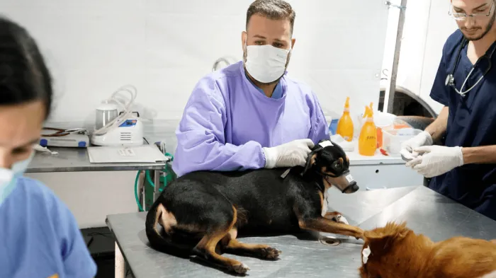 Bem-estar Animal agenda mutirões para 2025
