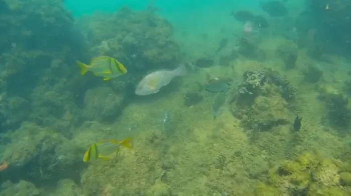 Iema utiliza veículo operado remotamente para monitoramento de peixes recifais