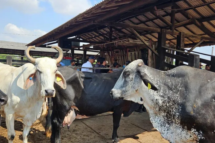 Crédito: Divulgação