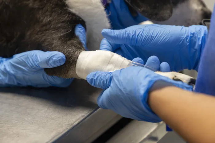 Foto: Hedeson Alves/Tecpar