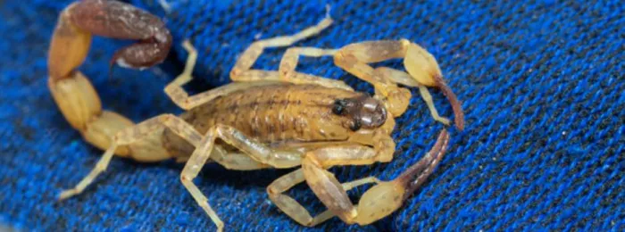 Calor e período chuvoso aumentam ocorrências com animais peçonhentos