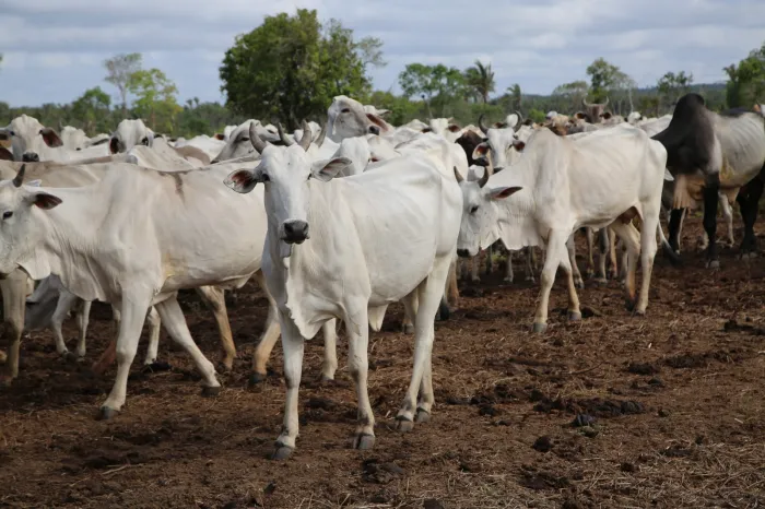 Maranhão ultrapassa 10 milhões de cabeças do rebanho bovino e produção animal atinge marca de R$ 1,2 bilhão