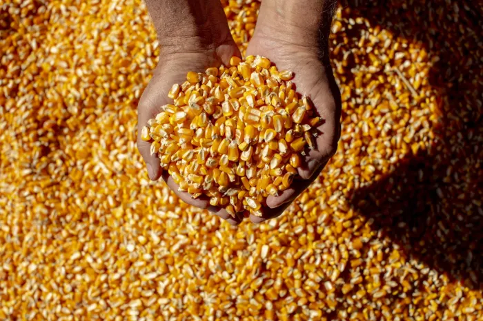 Minas Gerais se destaca com US$ 38,6 bilhões em exportações até novembro