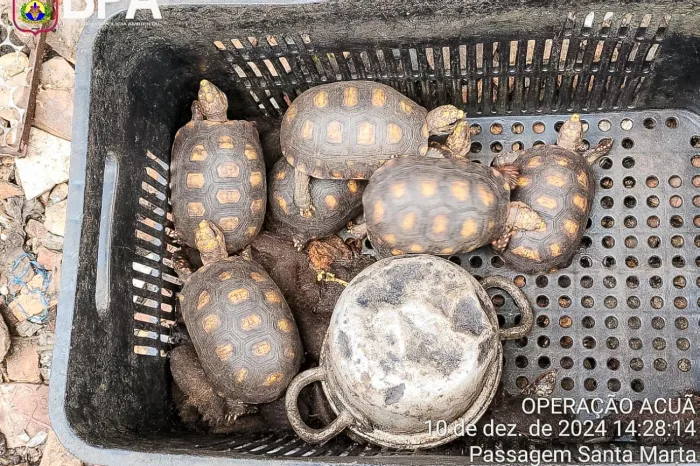 Crédito: Divulgação