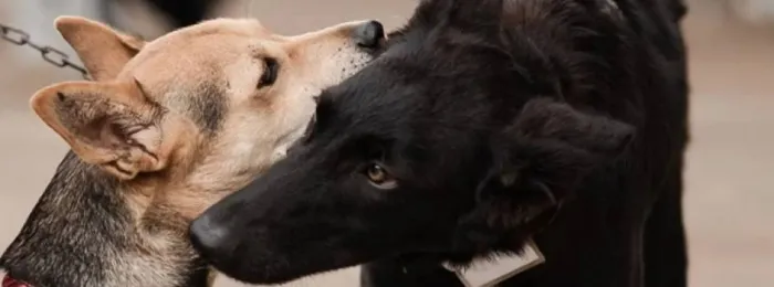 Semad / Divulgação