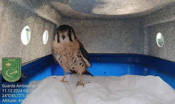 Falcão é devolvido à natureza após ser resgatado pela Guarda Ambiental de PG