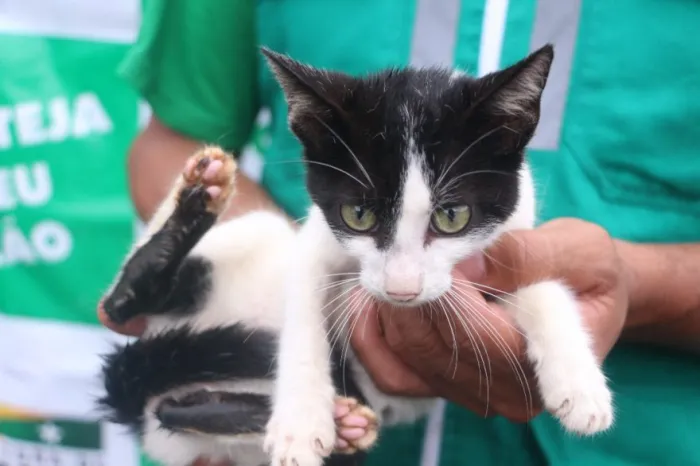 CCZ: Agendamento para castração de cães e gatos será nos dias 19 e 20 de dezembro