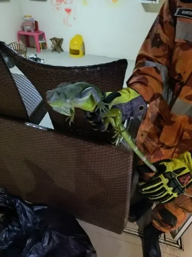 Bombeiros militares resgatam cobra e iguana na Região Metropolitana de Fortaleza