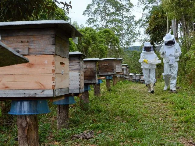 HUB de ATER Digital: o que é e como beneficia o agricultor