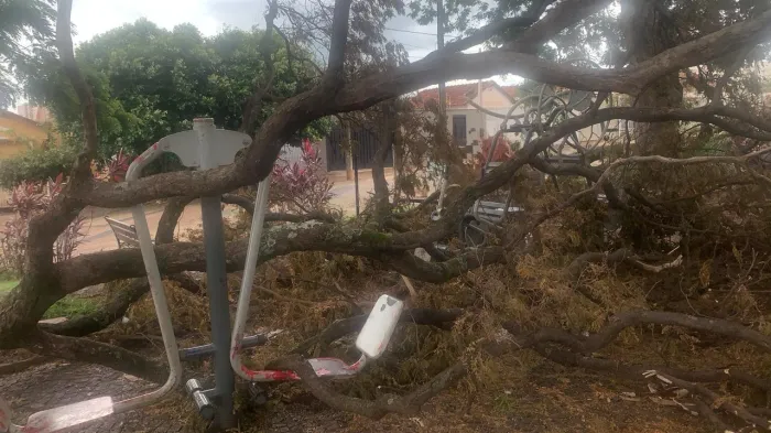 Prefeitura já recolheu 1600 toneladas de massa verde após tempestade