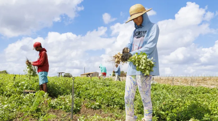 Os perímetros irrigados em Sergipe abrangem uma ampla variedade de culturas, incluindo batata-doce, amendoim, milho, quiabo, hortaliças e frutas como melancia, goiaba e acerola//Foto: Igor Matias