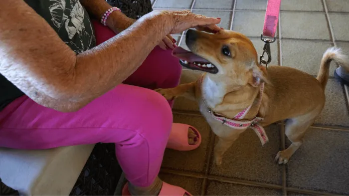 Tutores devem aumentar cuidado com pets
