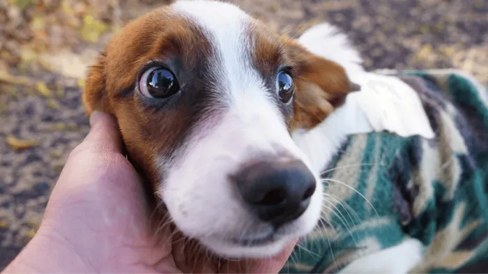 Bem-estar Animal faz 9,5 mil castrações de janeiro a novembro
