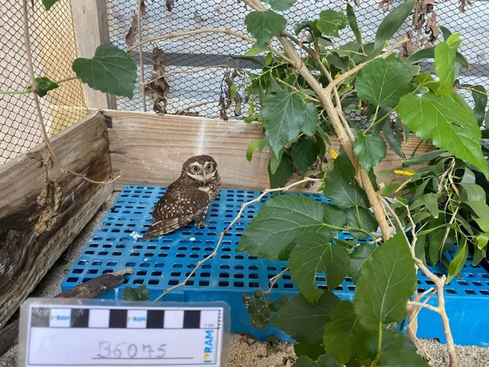 Iema disponibiliza coruja-buraqueira para adoção por Guardião de Fauna