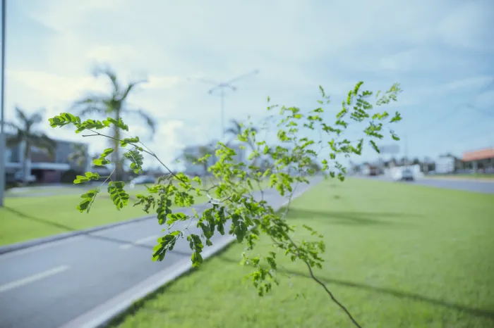 Mais de 400 mudas de árvores são plantadas na Avenida Universitária, Brasil e das Nações