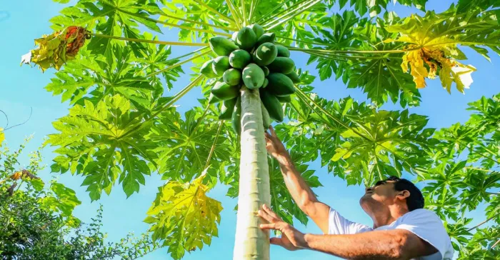 Projeto que vai investir R$ 250 milhões na agricultura familiar começa a ser executado em 2025
