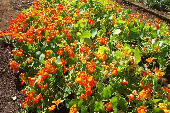 Sete Lagoas e Prudente de Morais serão sedes da oitava edição do HortPANC