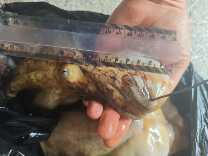 Polícia Militar flagra pesca ilegal de Polvos na Praia das Castanheiras em Guarapari