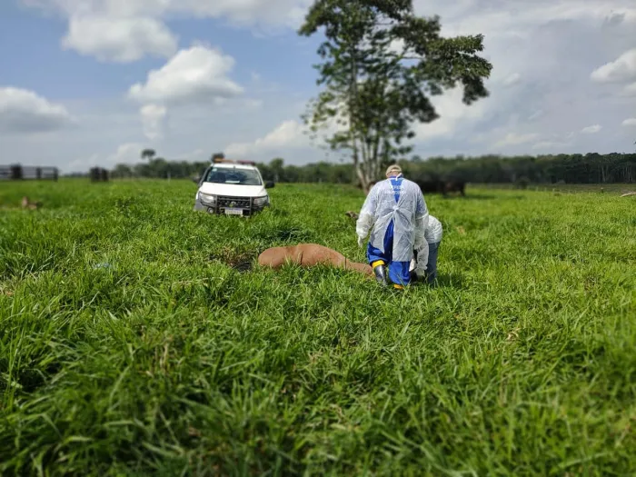 Idaf realiza ações de controle de focos de raiva dos herbívoros no Acre