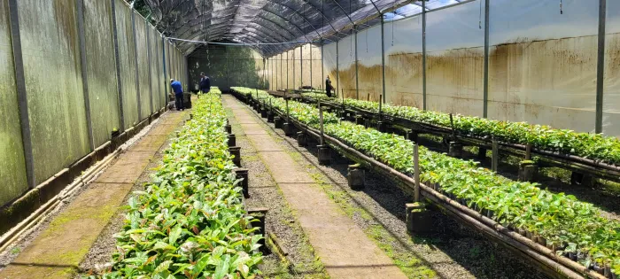 Epamig disponibiliza mudas de café Conilon