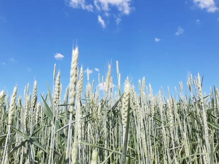 Silagem de trigo é escolha econômica e nutritiva para suplementar alimentação de bovinos