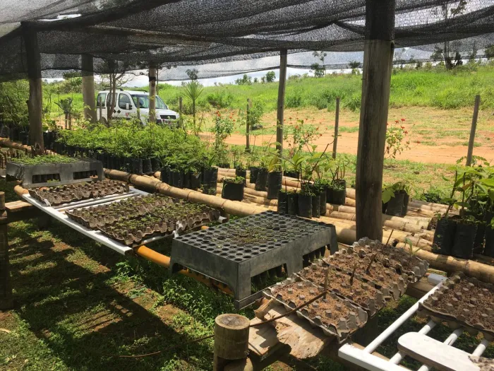 Parceria entre Emater-MG e prefeitura do Centro-Oeste de Minas viabiliza distribuição gratuita de mudas