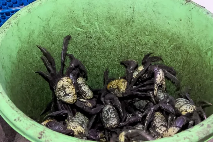 Crédito: Divulgação