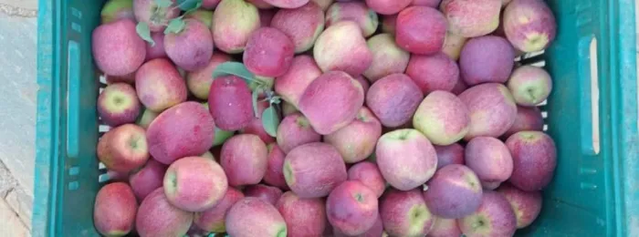 Plantio de maçãs no Sul de Minas rende 30 toneladas na primeira safra