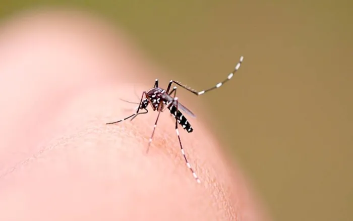 Dengue em SC: Estado segue em alerta e registra mais de 2 mil casos prováveis da doença