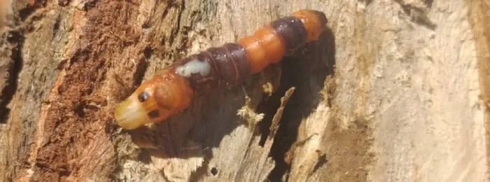 Epamig conduz estudo pioneiro sobre a identificação de praga que ataca pequizeiros