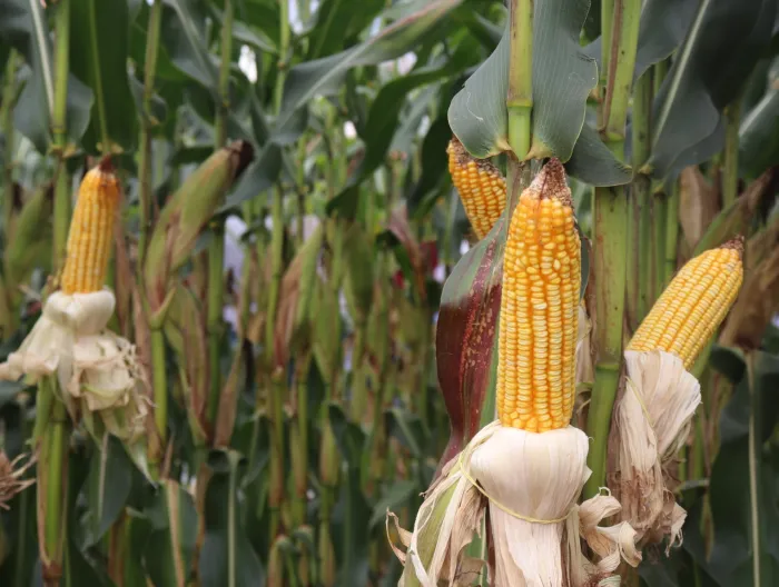 Produção de silagem de milho é tema de encontro em Coronel Pacheco, na Zona da Mata