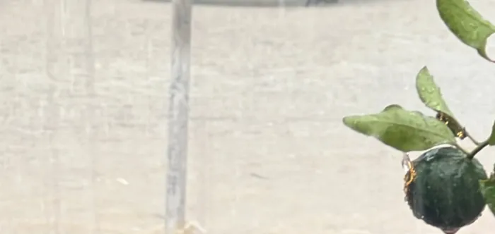 Chuvas em SC: Agricultura mobiliza equipes da Epagri, Cidasc e Ceasa para atender produtores