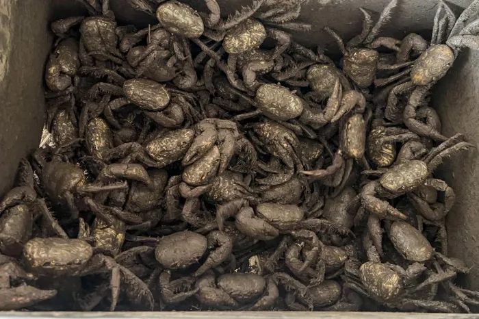 Crédito: Jamille Leão - Ascom Semas 