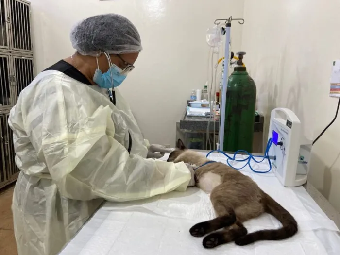 CCZ: Agendamento para castração de cães e gatos será nos dias 24 e 25 de julho