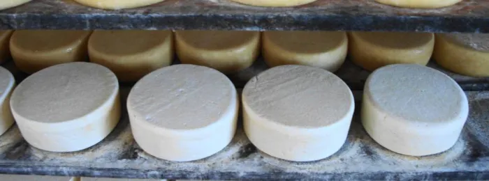 Dia Nacional e Mundial do Queijo: entenda como as pesquisas interferem na caracterização das iguarias