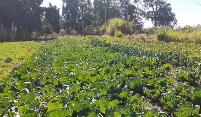 Produção agroecológica beneficia produtores em Vargem Grande do Rio Pardo, no Norte de Minas