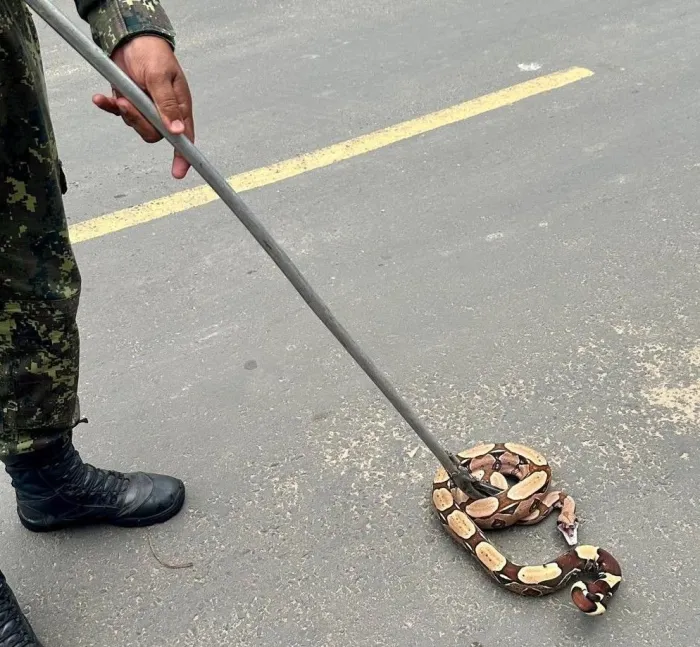 Policiamento Ambiental já realizou 150 resgates de animais silvestres em áreas residenciais em 2025