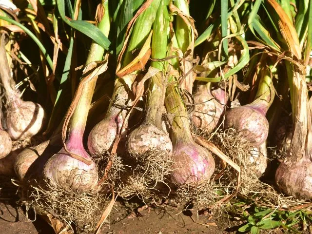 Epagri, Sebrae, UFSC e Copar se unem para conquistar Indicação Geográfica do Alho Roxo do Planalto Catarinense