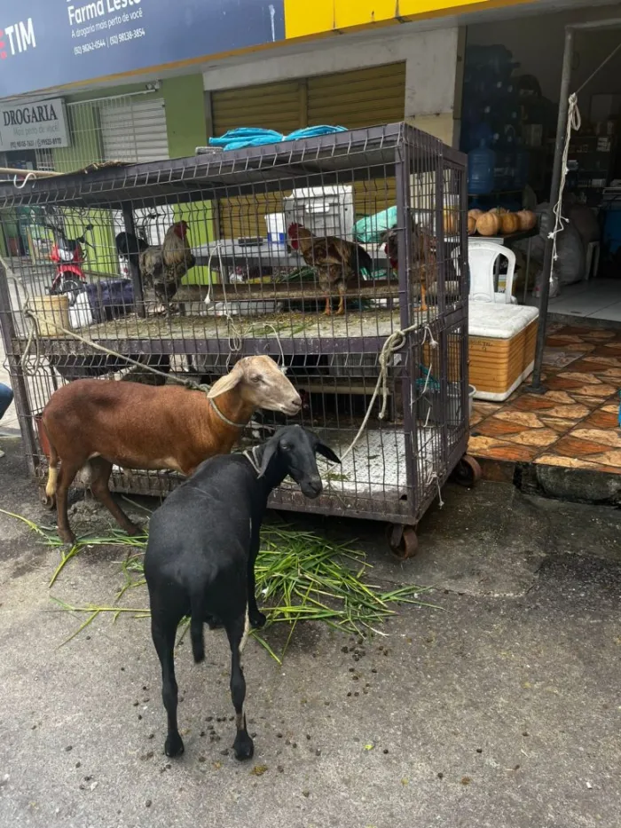 Foto: Reprodução/Agência Amazonas