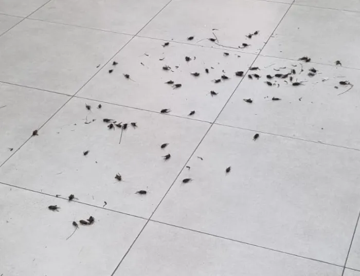 Secretaria de Meio Ambiente e Clima explica incidência de grilos em Belém