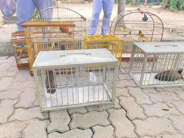 Polícia Militar entrega pássaros silvestres resgatados ao Cetas