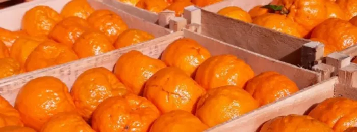 Prorrogado prazo para entrega do Relatório de Vistoria do HLB (greening)