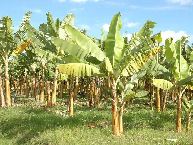 Aplicativo da Epagri apoia bananicultores do Sul catarinense no controle da sigatoka amarela
